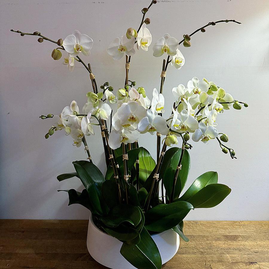 Luxury orchids in white ceramic vase for New York delivery by best florist 