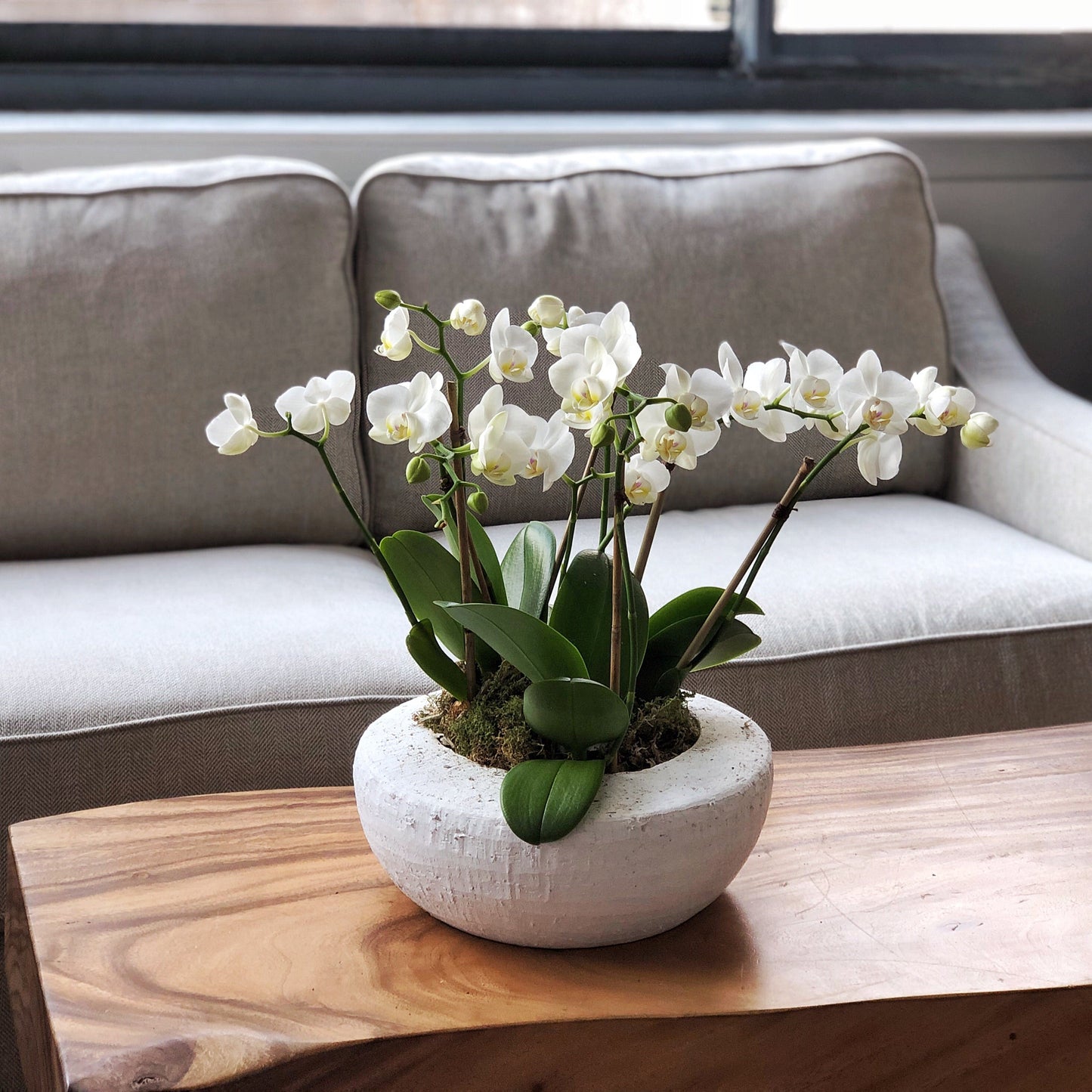 Alaric Flowers | Orchid Garden | orchids NYC | weekly flower delivery NYC | florists near me 