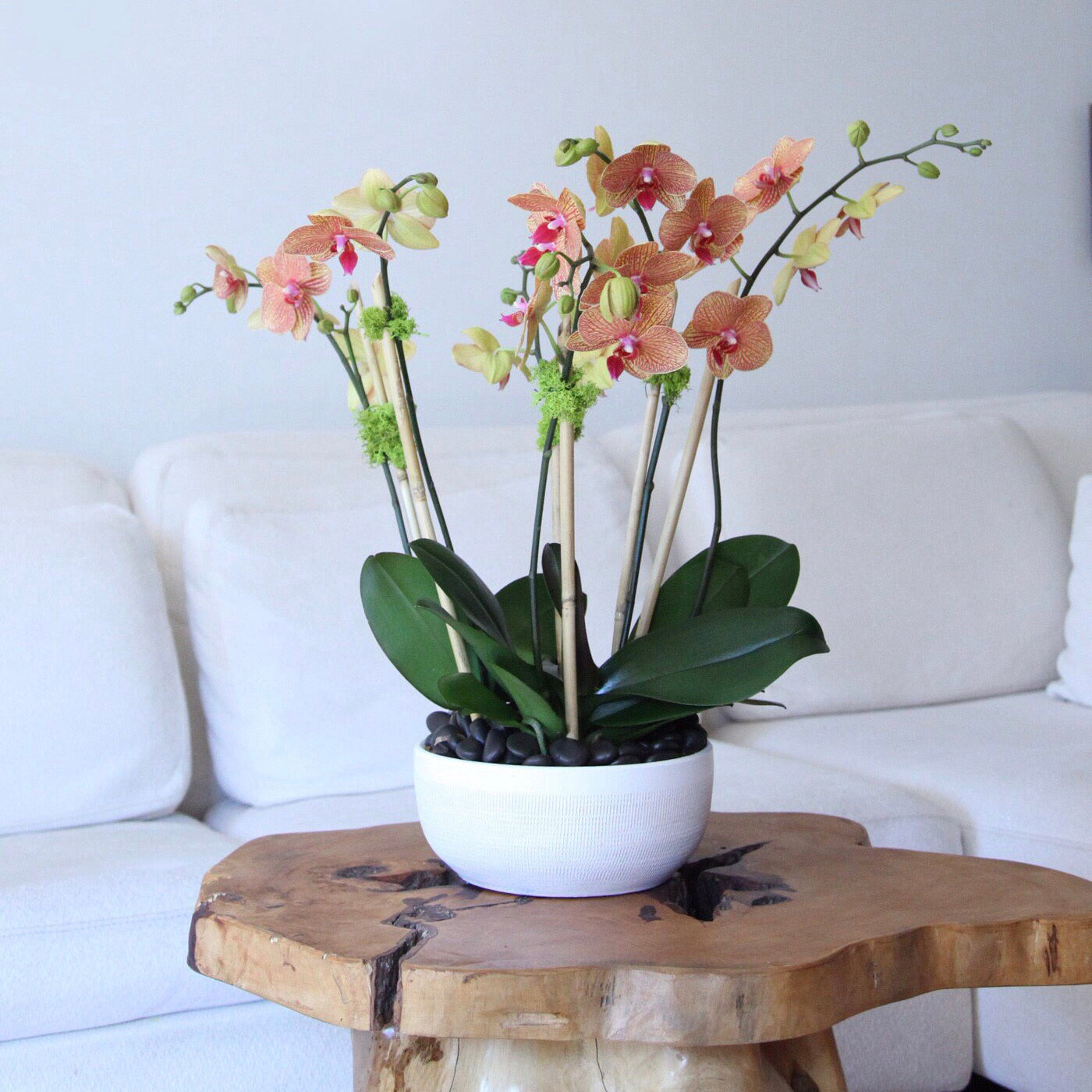 send orchids new york - buy orchids nyc - flower delivery nyc - manhattan florist 10019